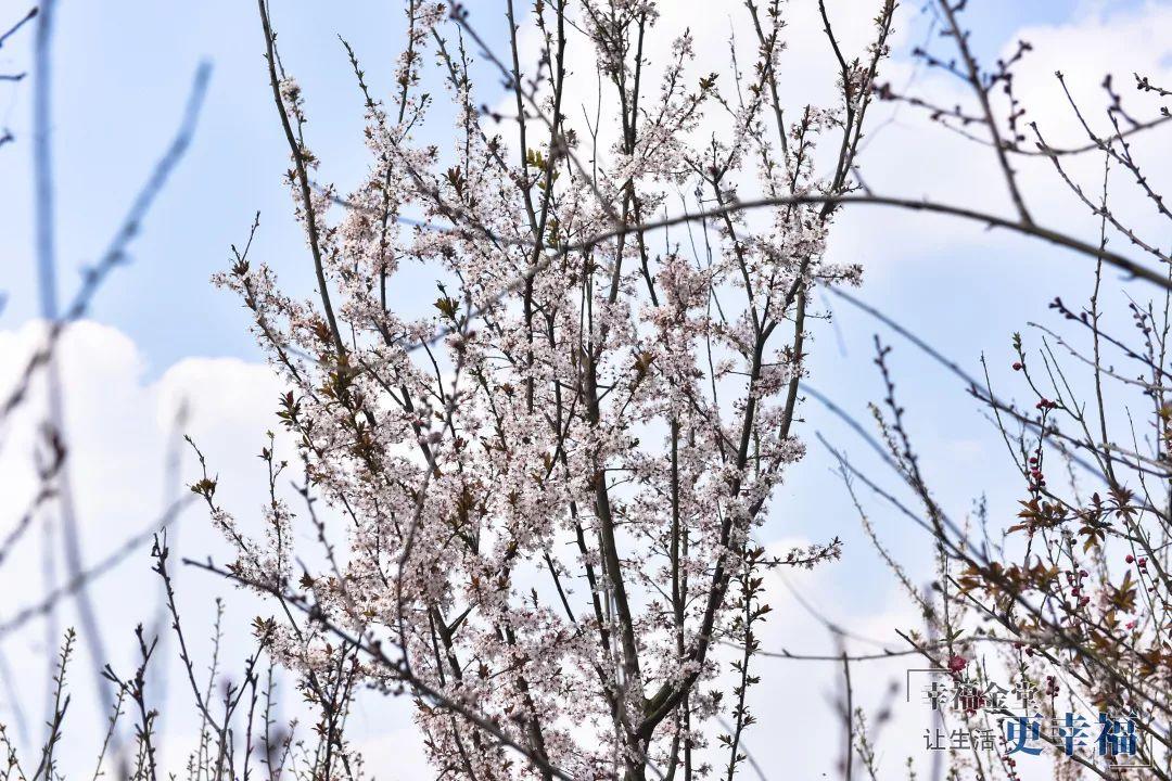 风映草低春色满，生气勃勃万物长打一生肖,构建解答解释落实_fv50.35.43